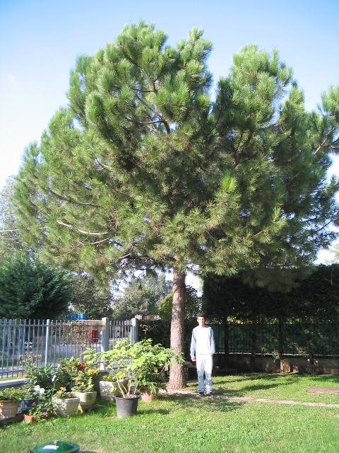 Da un pinolo dell''albero di Garibaldi ...